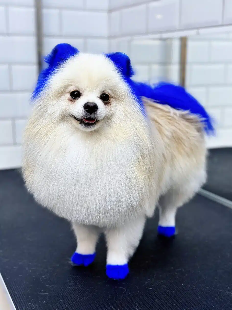 Кремовий шпіц після грумінгу має чисту шерсть, яскраво сині вушка, лапки та хвіст