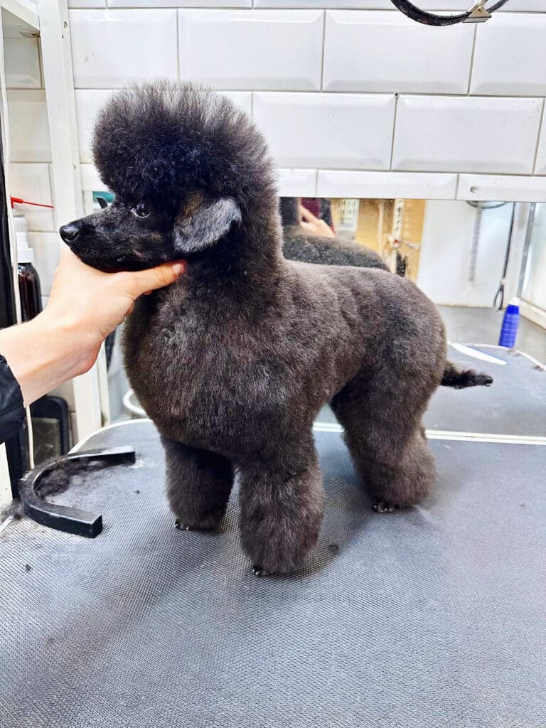 Дівчина тримає пуделя за голову для демонстрації породних ліній стрижки