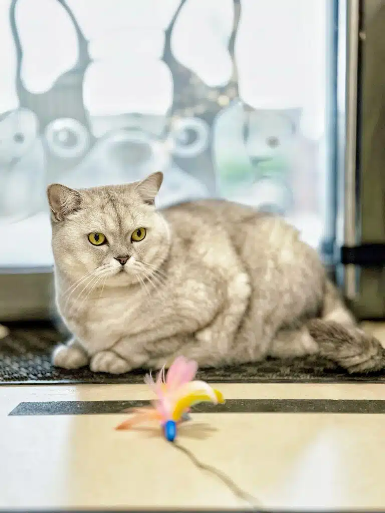 Британський шиншиловий кіт лежить на килимку біля дверей зі склом