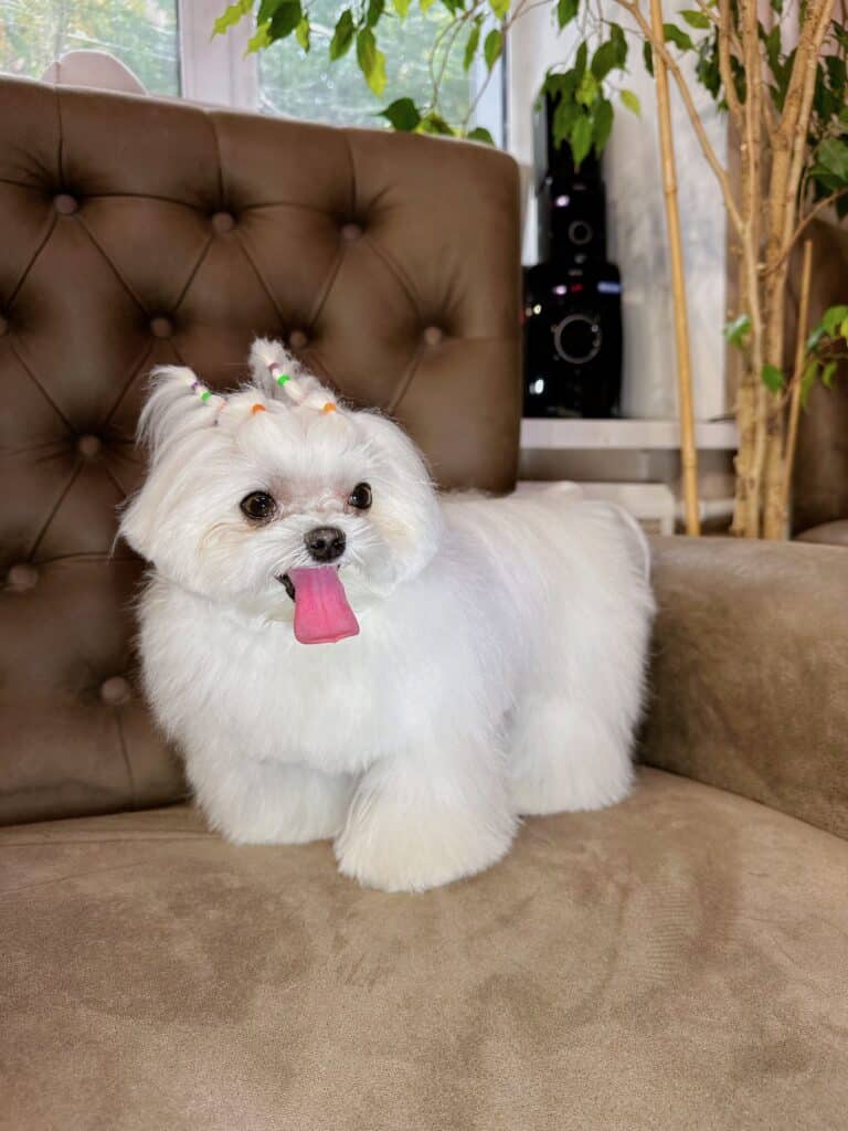 Білий песик з короткими ніжками стоїть у кутку дивана з охайною зачіскою