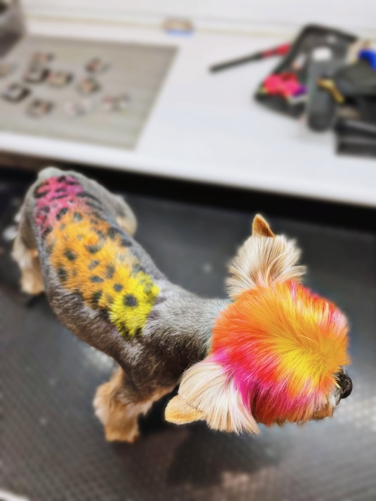 Йорк після креативного грумінгу має пофарбоване волосся та принт на спині