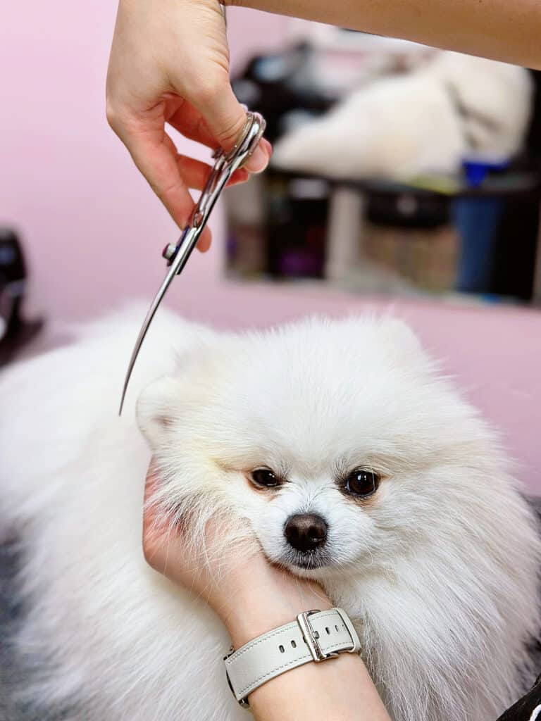 Грумер тримає білого шпіца за голову, щоб безпечно підстригти кругле вушко