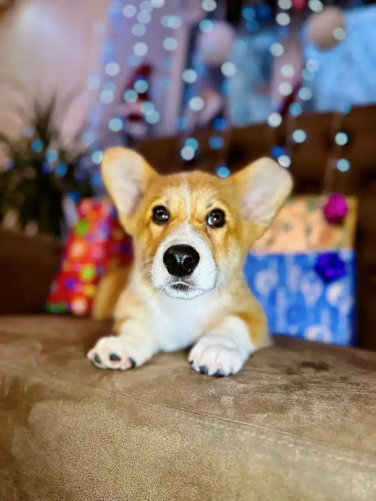 Песик з великими вушками та короткими лапками лежить перед різдвяними подарунками