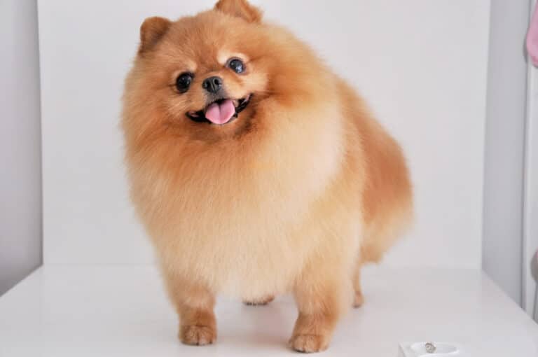 Рудий шпіц з об'ємною шерстю стоїть в білій кімнаті без меблів