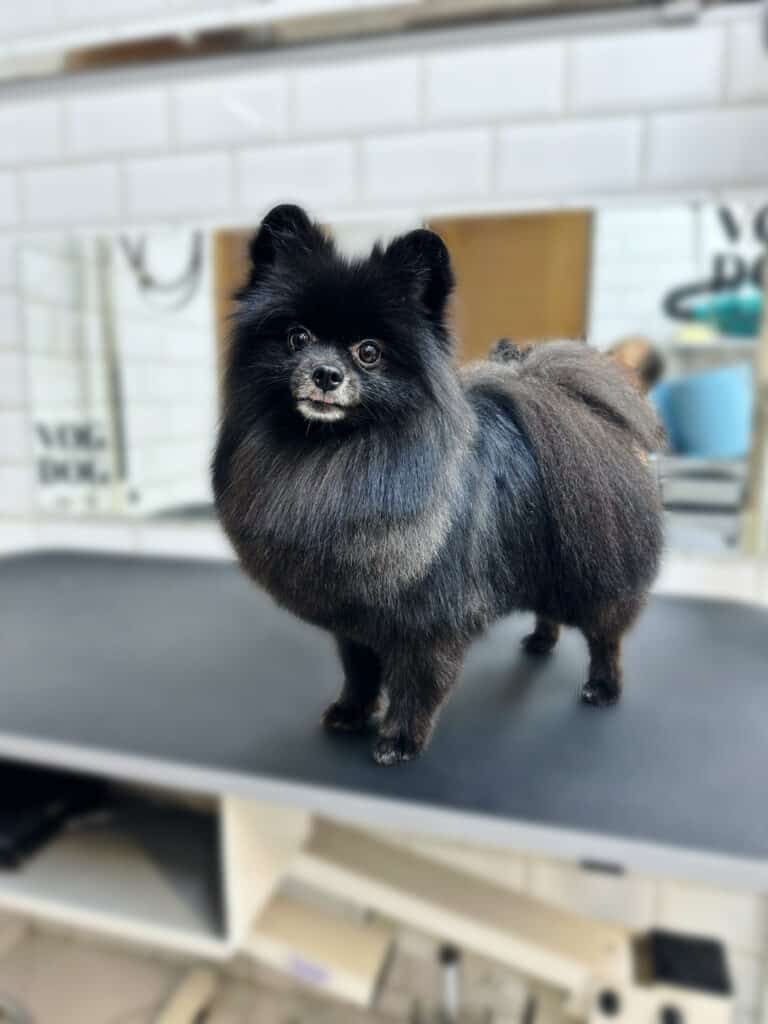 Чорний шпіц стоїть на чистому прямокутному столі в грумерській з білою плиткою