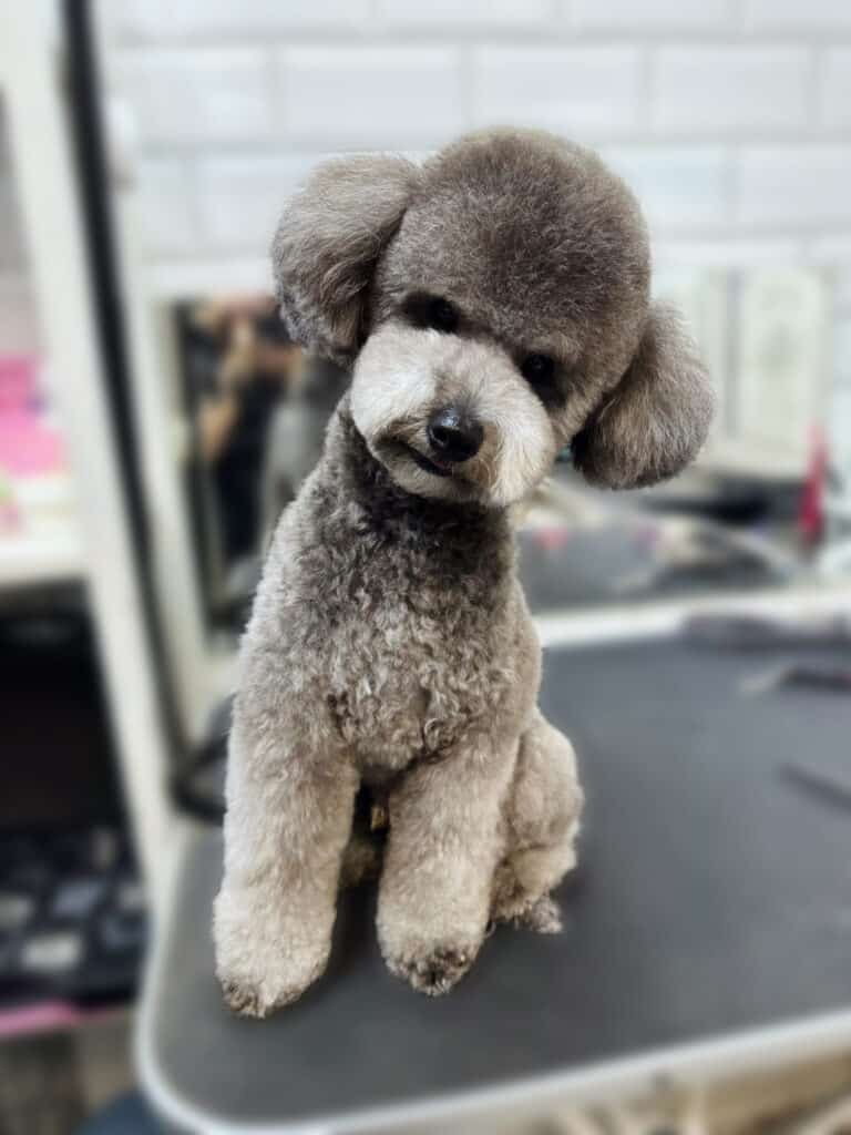 Пудель з сірою шерстю уважно розглядає щось на підлозі, нахилившись на лівий бік