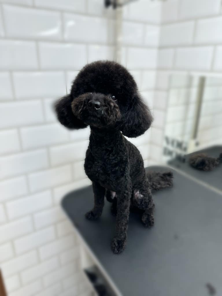 Чорний пудель з дуже короткою стрижкою має об'ємну шерсть на голові після процедур майстра