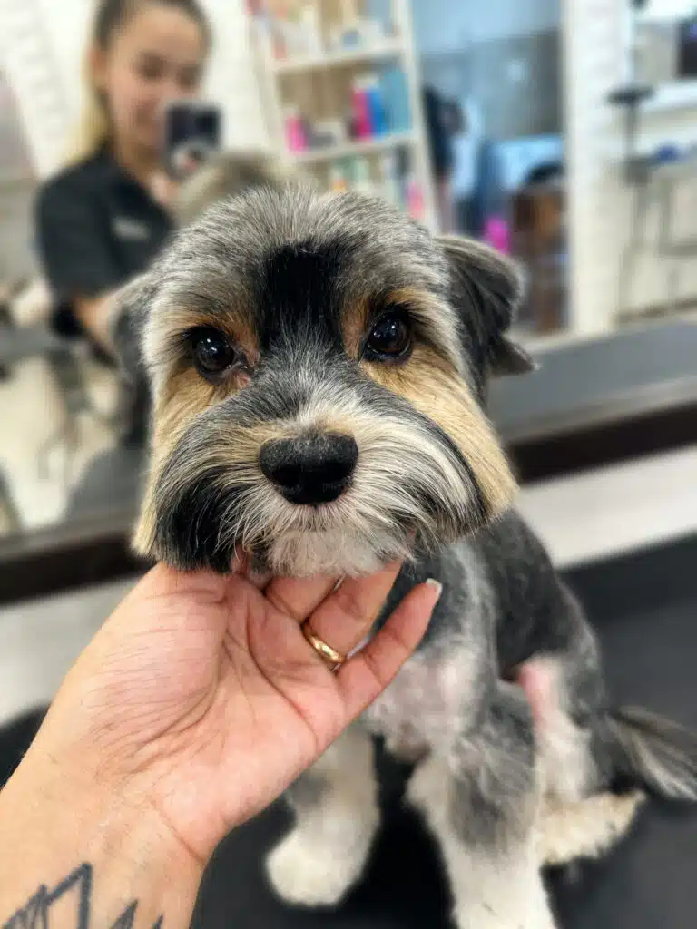 Грумер фотографує бівер-йорка після стрижки перед великим дзеркалом