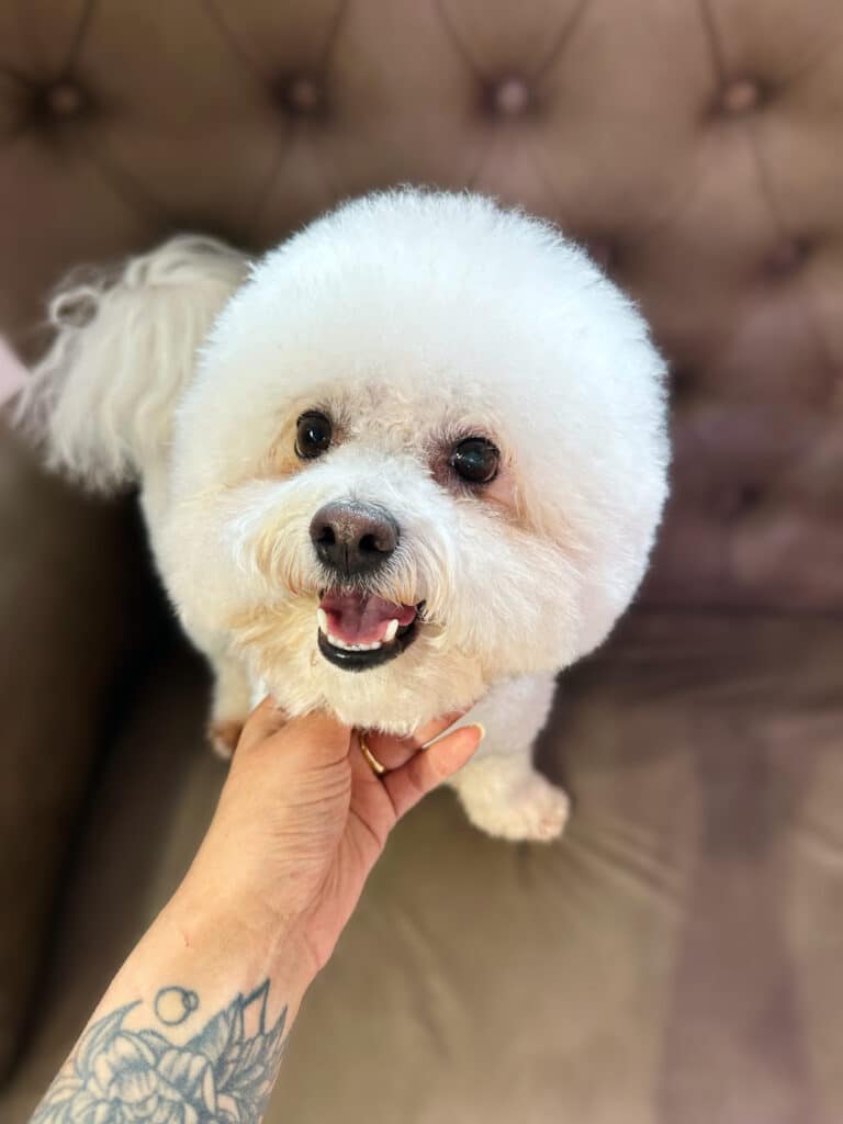 Жіноча рука з татуюванням чухає бішона під підборіддям на дивані