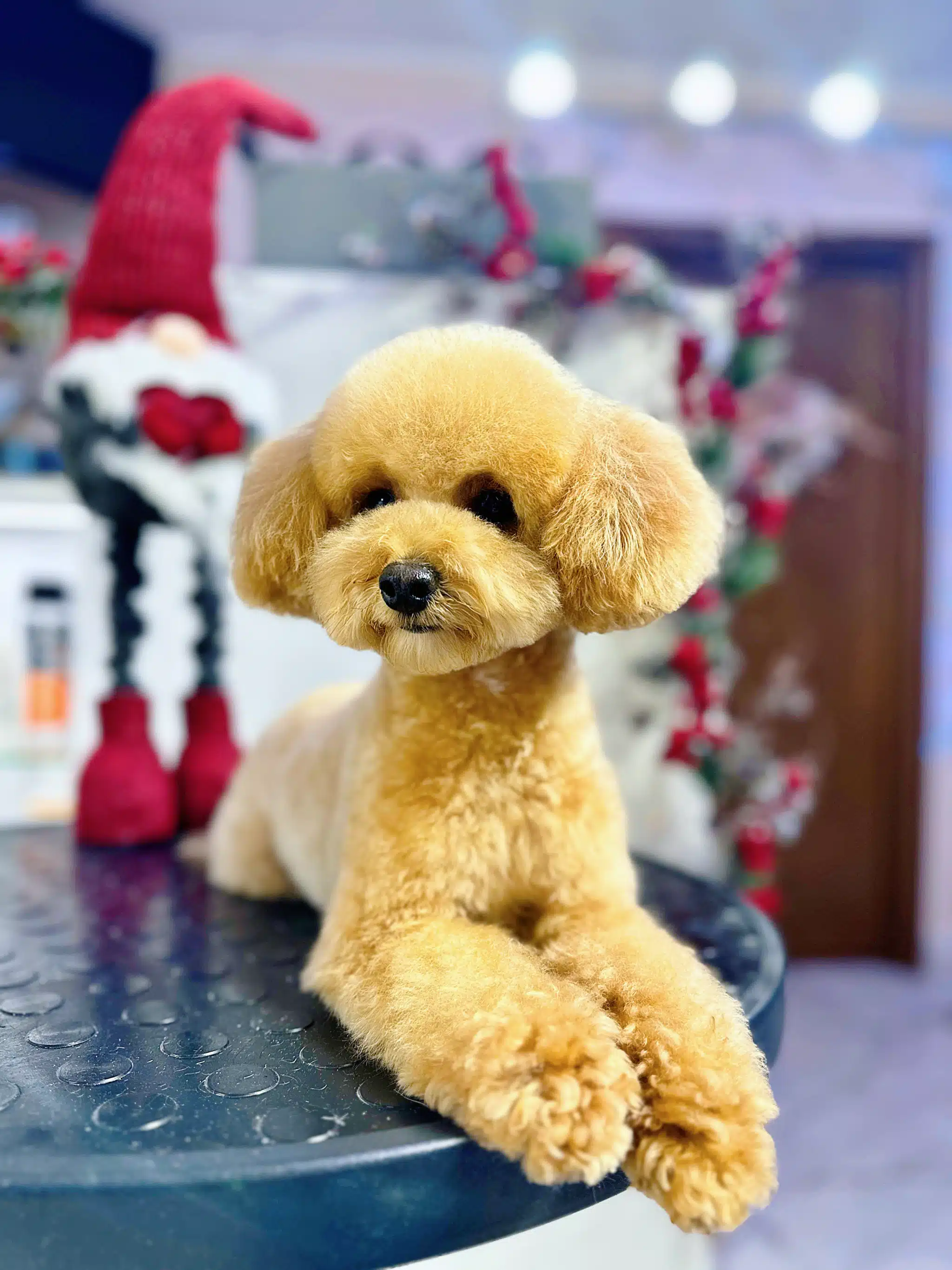 Мальтіпу зі світлою шерстю звісив передні лапки з круглого столу, на якому поставили ще червоного гнома