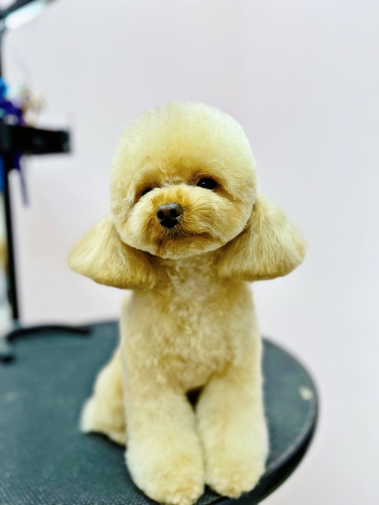 Мальтіпу з короткими вушками стоїть на краю круглого рубристого стола