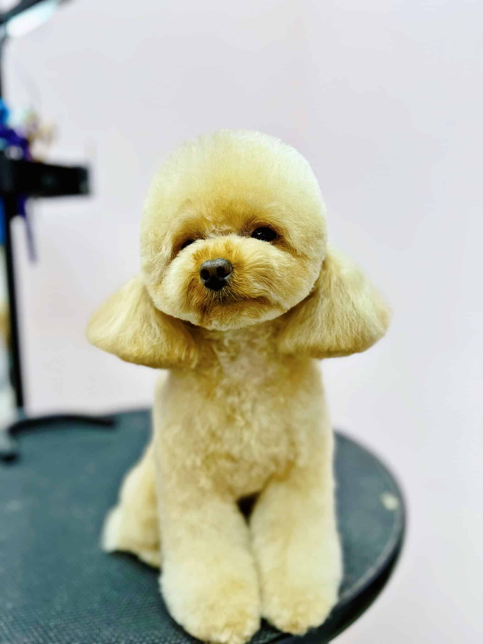 Мальтіпу з короткими вушками стоїть на краю круглого рубристого стола