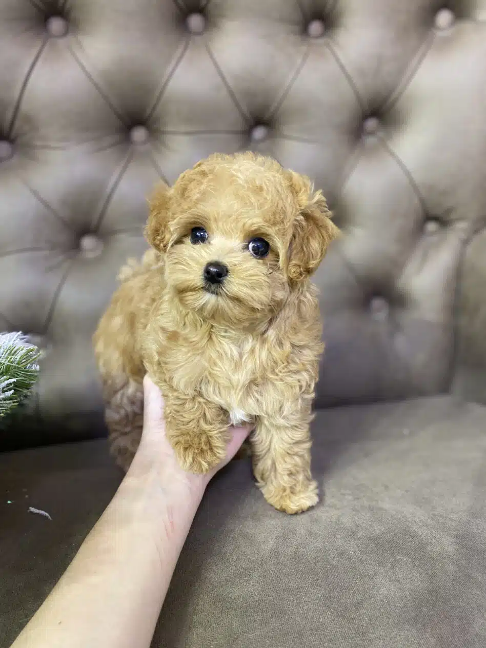 Цуценя перед грумінгом - грумінг салон V.O.G DOG