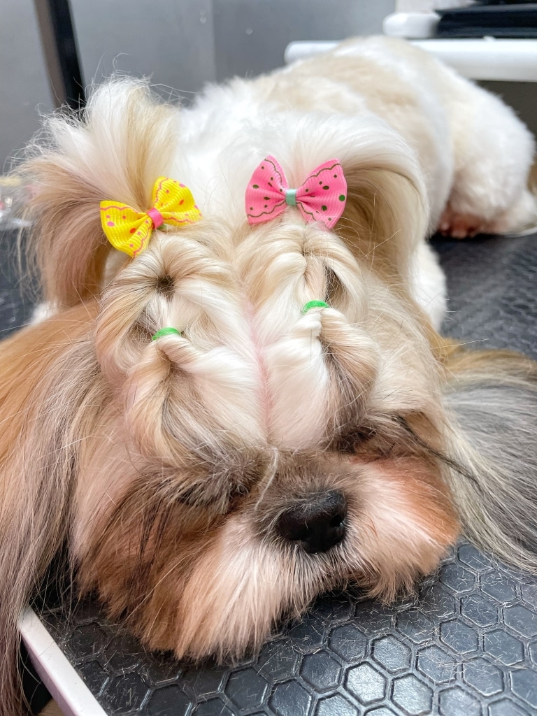 Ши-цу заснула, поки грумер закінчив плести коси з метеликами на голові