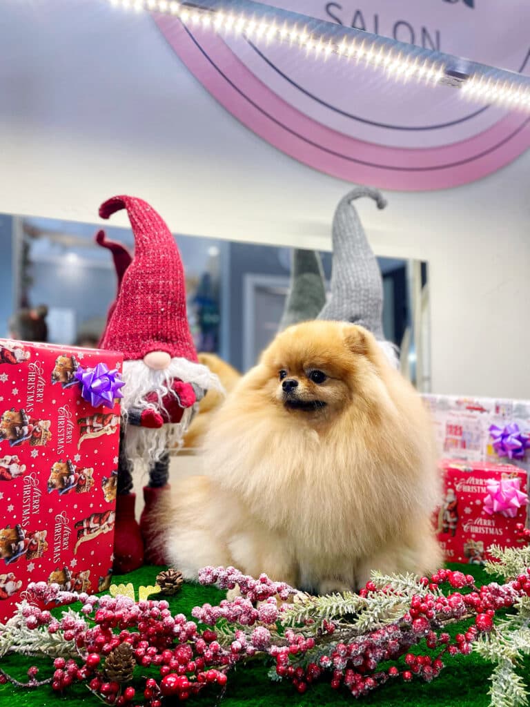 Шпіц з довгою шерстю сидить серед різдвяного реквізиту в грумерській