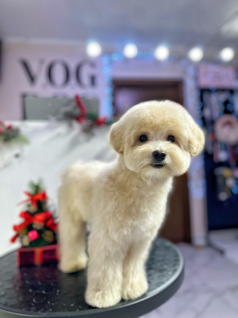 Мальтіпу з кремовою шерстю стоїть на круглому столі зі штучною ялинкою в салоні грумінгу