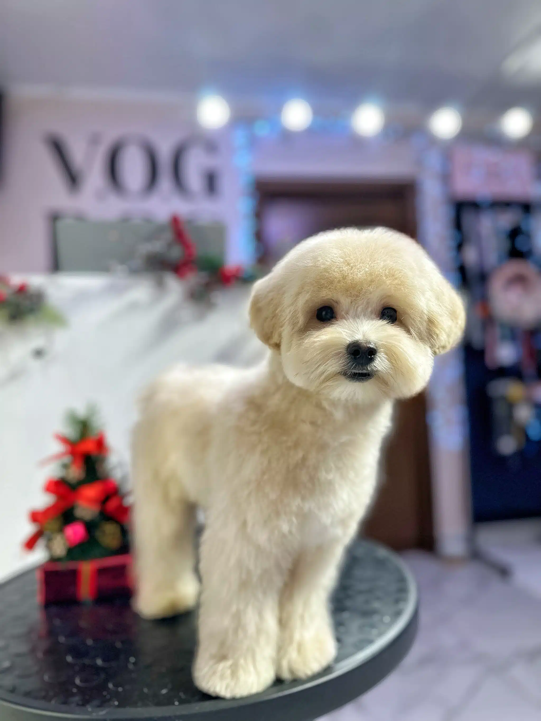 Мальтіпу з кремовою шерстю стоїть на круглому столі зі штучною ялинкою в салоні грумінгу