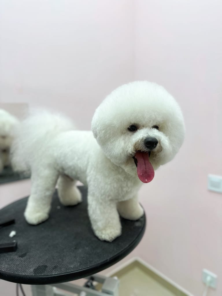 Бішон з круглою головою висолопив довгого язика на грумерському круглому столі в рожевій кімнаті