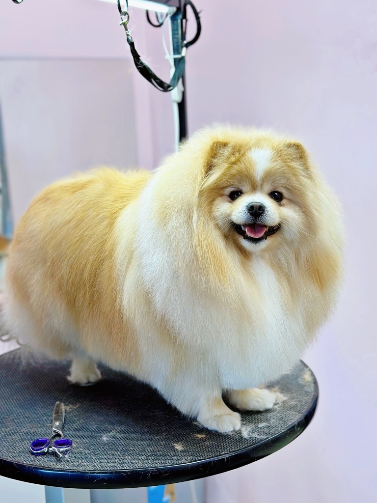 Шпіц з щільною та об'ємною шерстю всміхається на круглому столі, на якому залишились ножиці з синіми кільцями