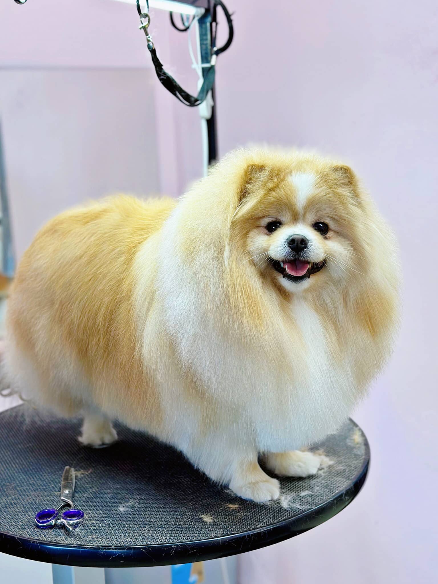 Шпіц з щільною та об'ємною шерстю всміхається на круглому столі, на якому залишились ножиці з синіми кільцями