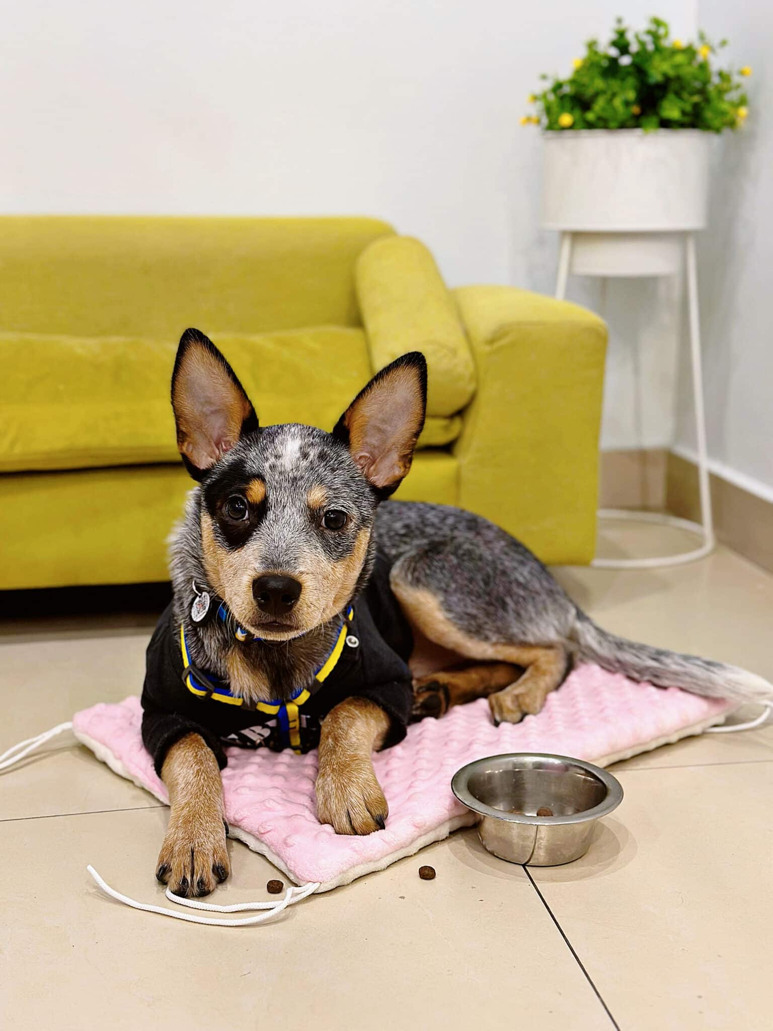 Молодий австралійський хілер лежить перед салатовим диваном на рожевому килимку