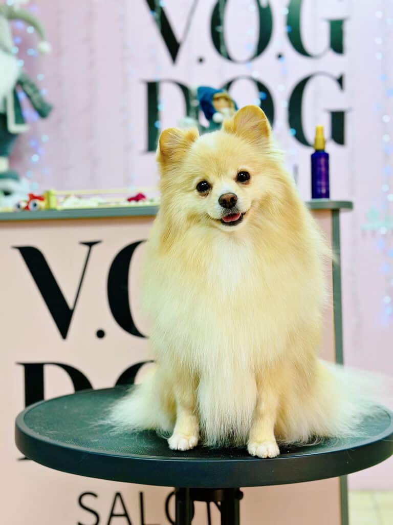 Щасливий шпіц з круглими вушками сидить на круглому столі у приймальні грумінг-салону