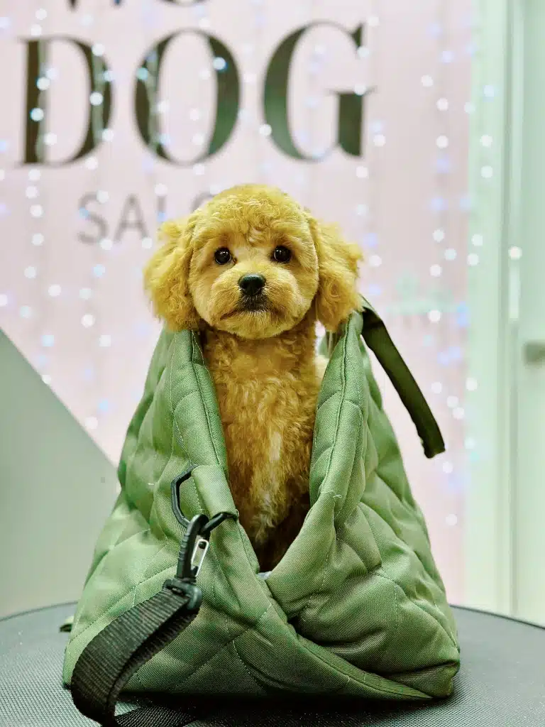 Світлий мальтіпу з круглою мордочкою сидить в середині зеленої сумки на столі