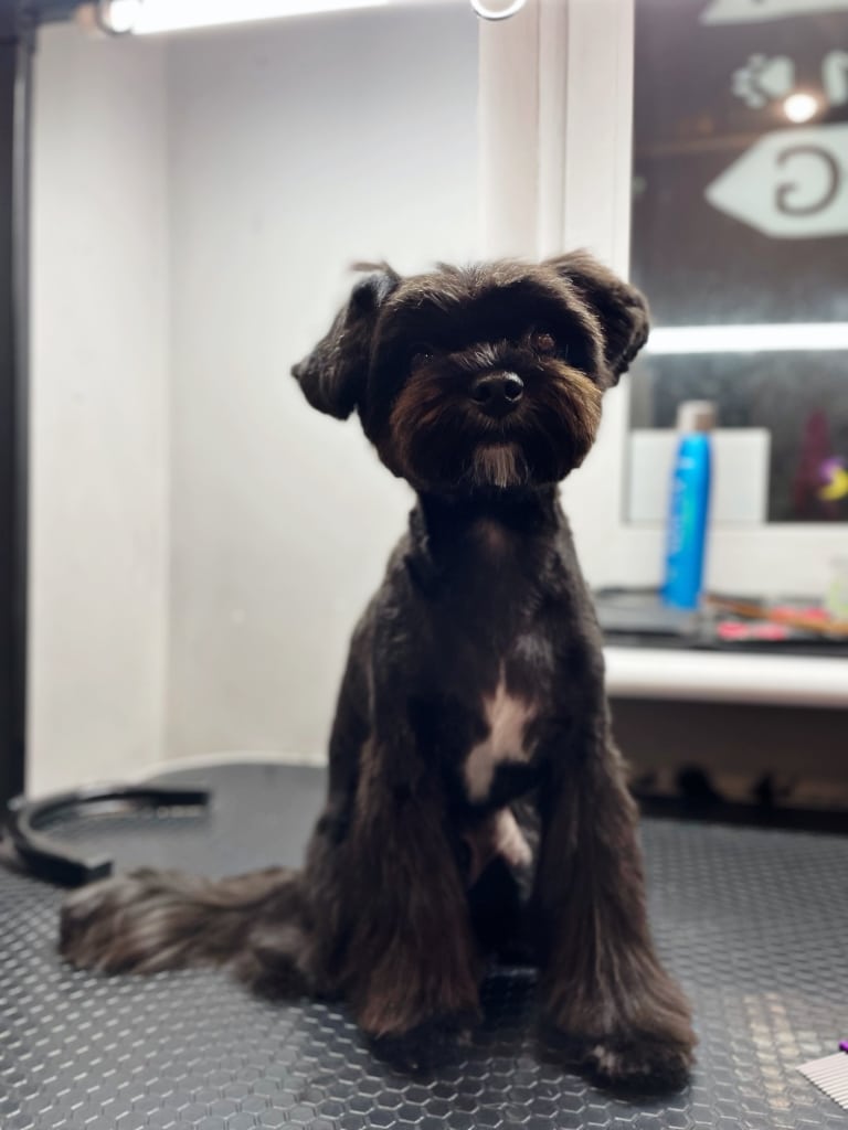 Темний мальтіпу з білою грудкою має довгу шерсть на ногах та хвості для балансу форми