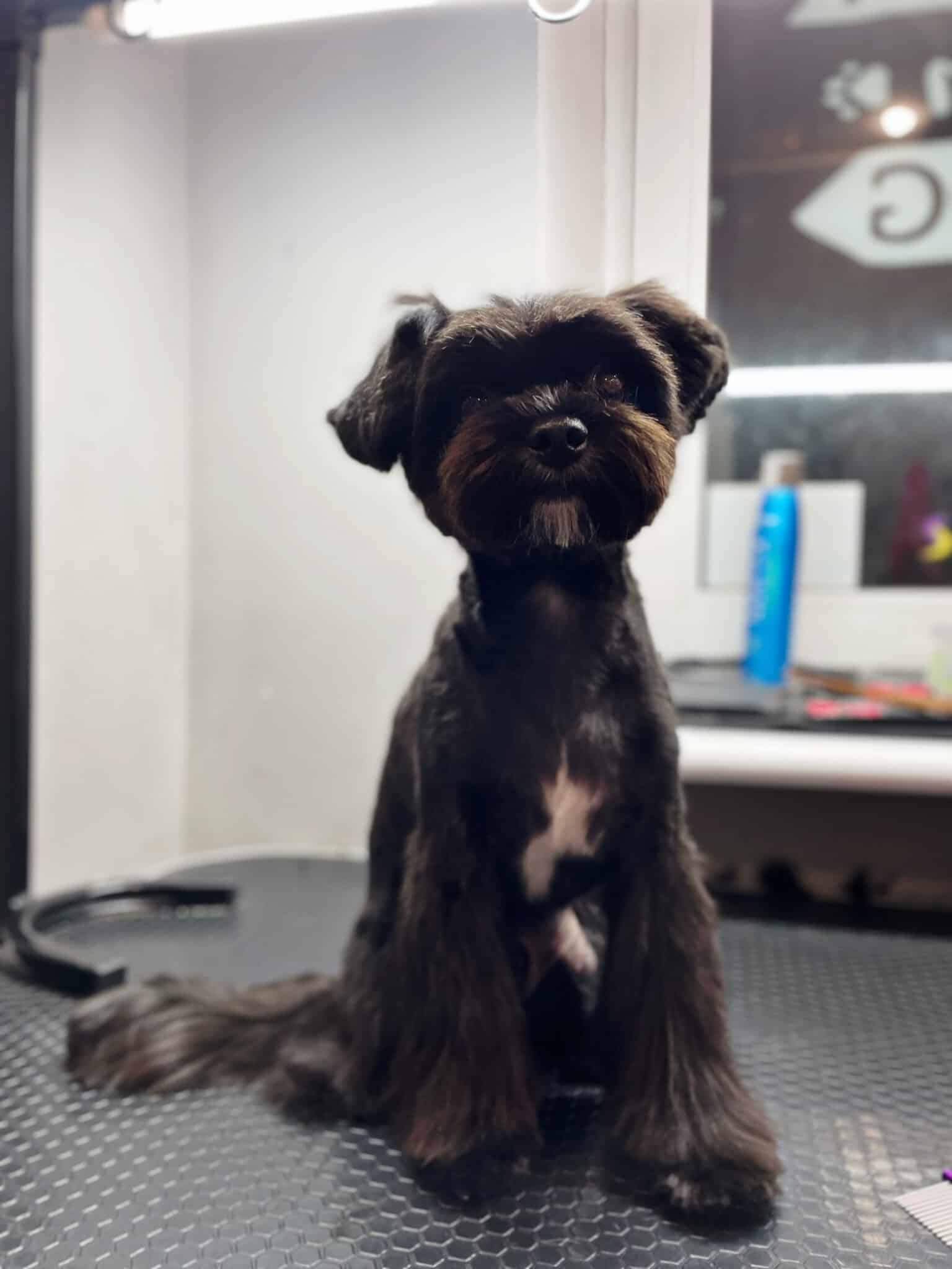 Темний мальтіпу з білою грудкою має довгу шерсть на ногах та хвості для балансу форми