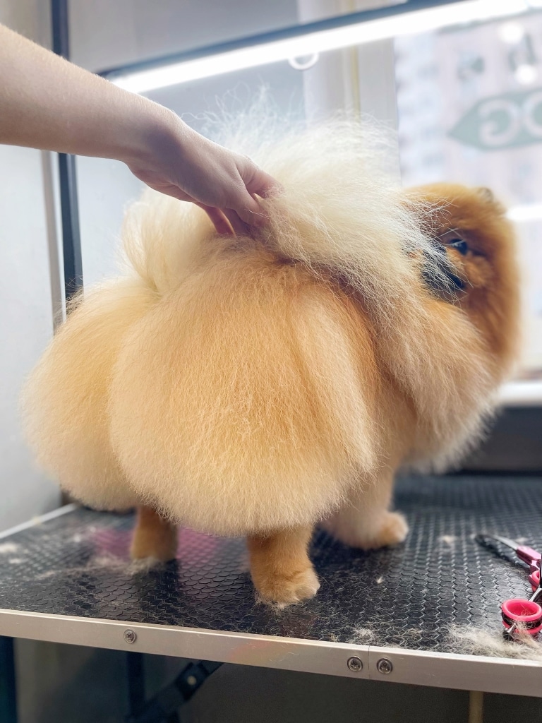 Грумер підняв хвоста шпіца до спини, демонструючи круглу спідничку з шерсті