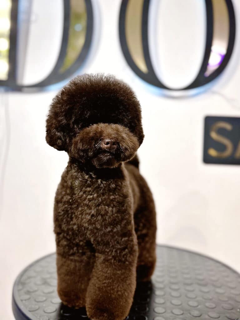 Мальтіпу темно-коричневого кольору стоїть на круглому столі біля вивіски з чорно-золотими літерами