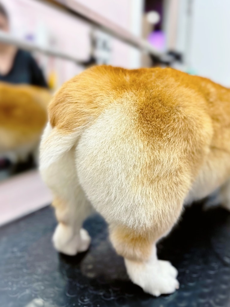 Задні лапи коргі підстрижені грумером так, щоб попа була округлою та об'ємною