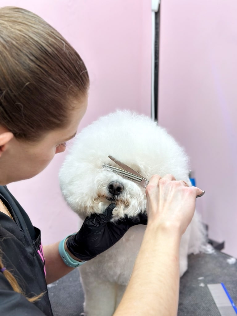 Грумер стриже шерсть бішона біля очей, тримаючи його за підборіддя