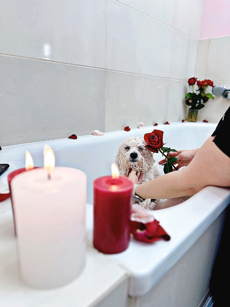 Грумер проводить по голові бішона пелюстками червоної троянди у ванні