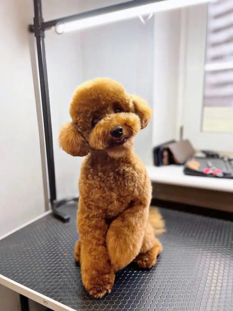 Мальтіпу коричневого кольору підняв передню ліву лапку та нахилив голову для милішого фото