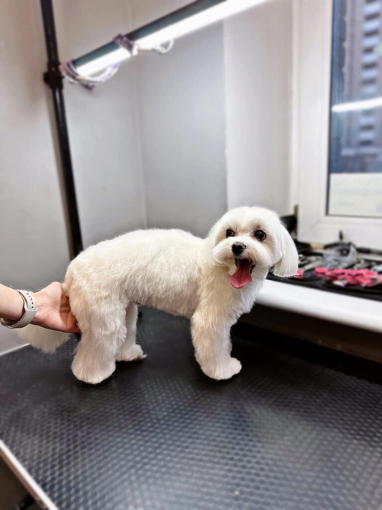 Грумерська рука тримає мальтезе за попу для фото стрижки