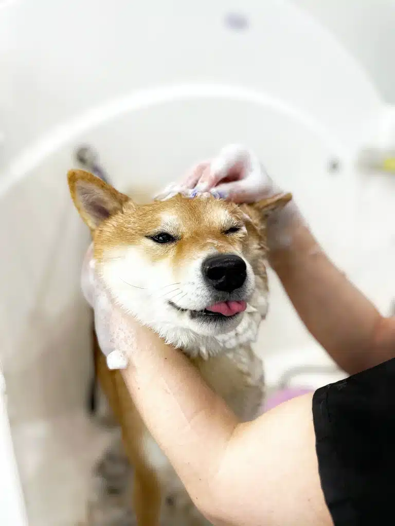 Шиба-іну показує язика грумеру, поки відчуває почухування голови під час купання
