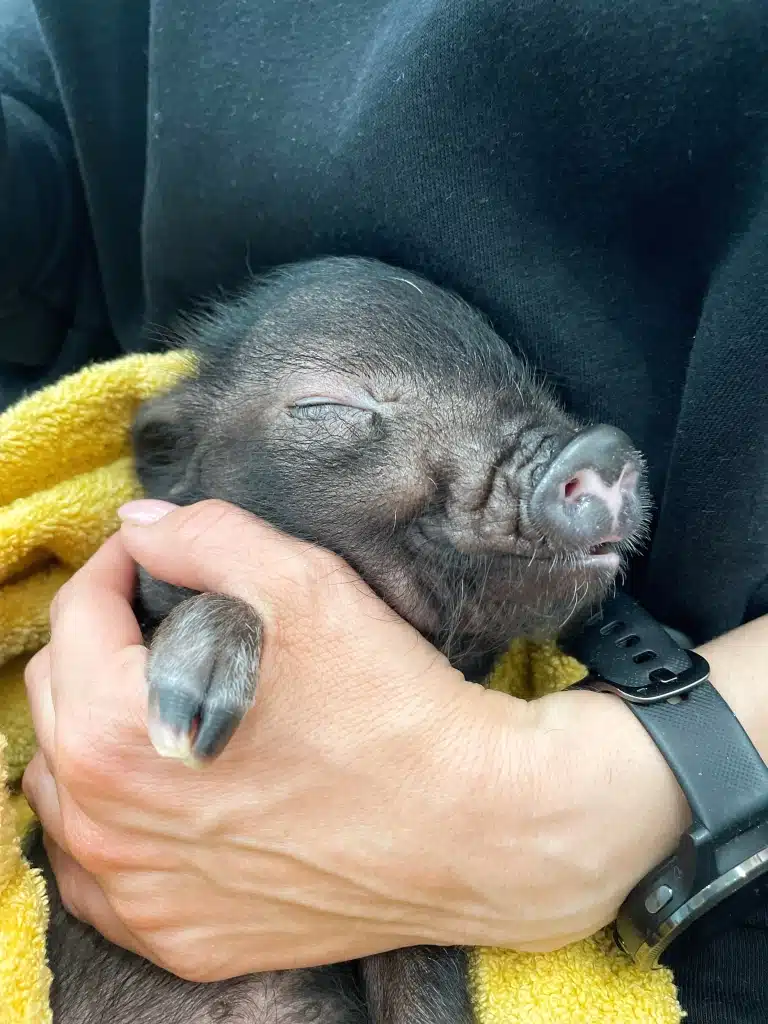 Мініпіг заснув на руках грумера, загорнутий в жовтий рушник