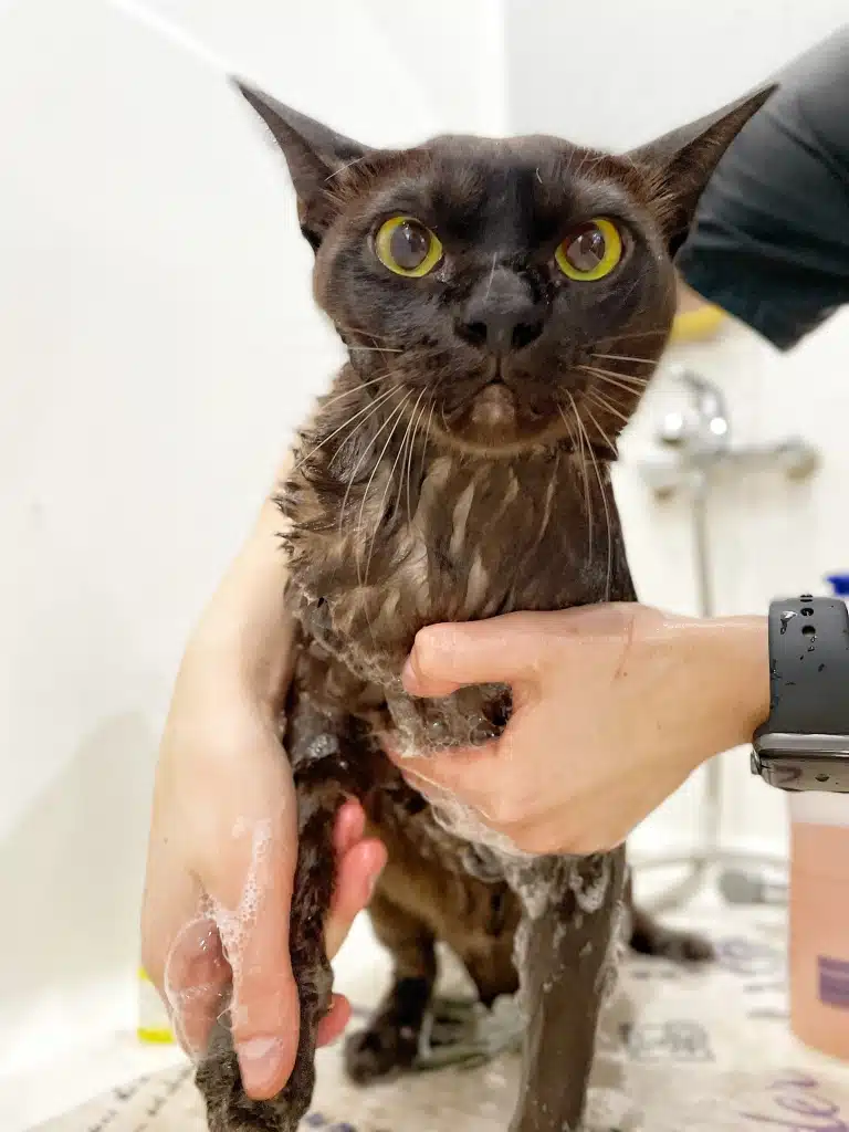 Коричневий короткошерстий кіт з жовтими очима терпить доторки грумера під час очищення шерсті професійною косметикою