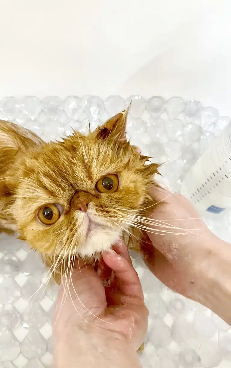 Грумер для заспокоєння кота під час купання чухає йому шийку