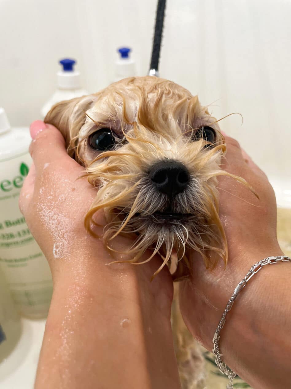 Грумер зі срібним браслетом масажує вушка мокрого песика під час купання