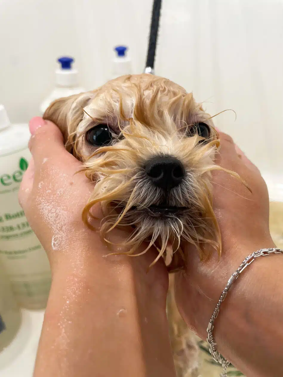 Грумер зі срібним браслетом масажує вушка мокрого песика під час купання