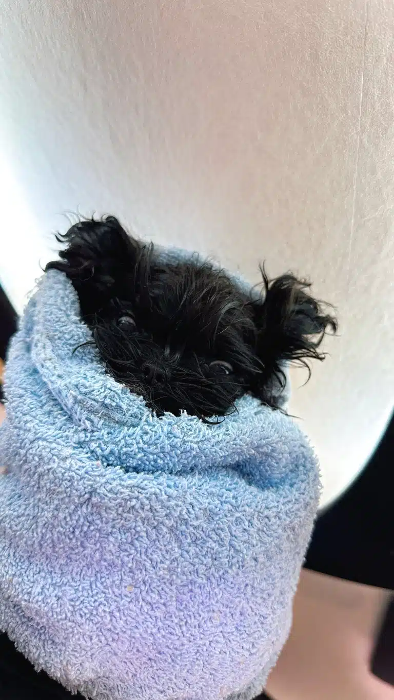 Чорний песик загорнутий у блакитний рушник: стирчить лише голова