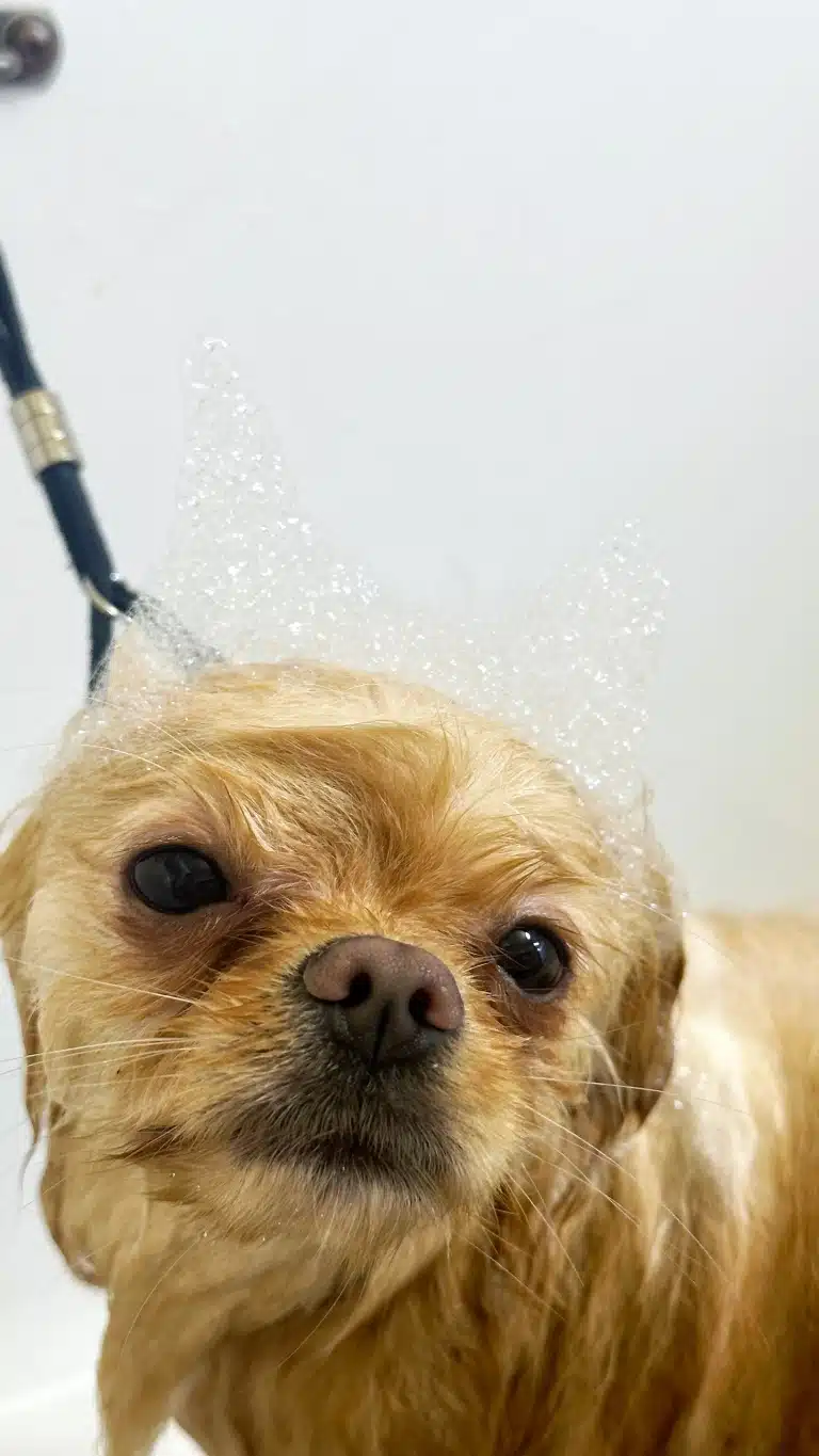 Мокрий шпіц трохи нахилив голову, на якій грумер зробив прозорі ріжка з піни