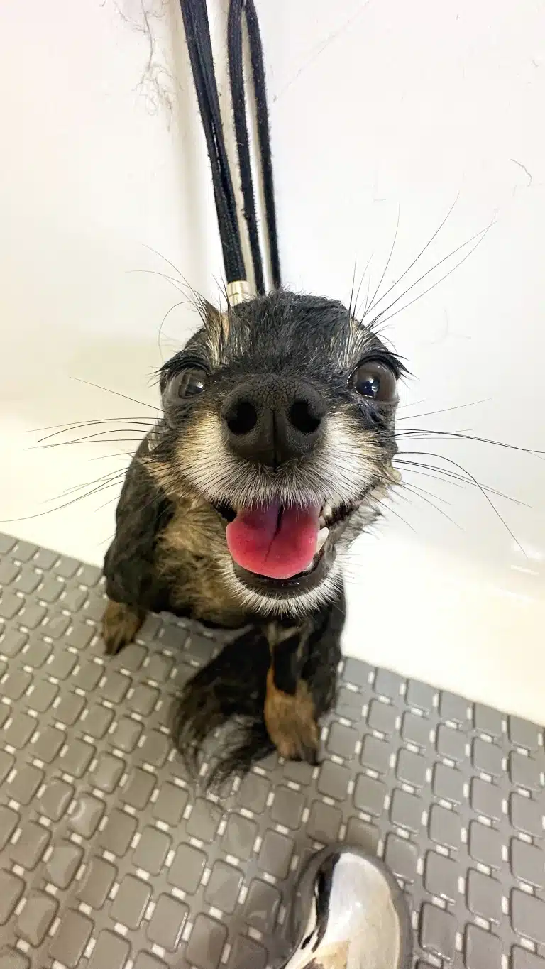 Голови собаки майже не видно, лише очі, ніс, язик та вібриси