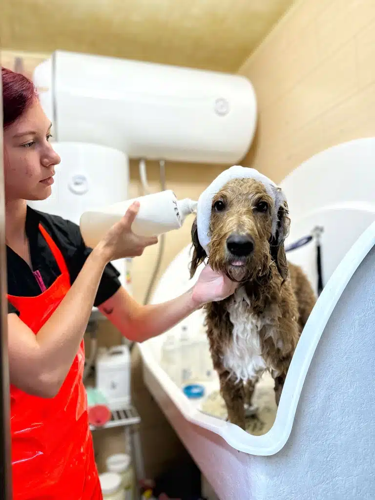 Грумер в червоному фартуху наносить з пляшки шампунь на голову собаки, прикриваючи білим рушником його вушка