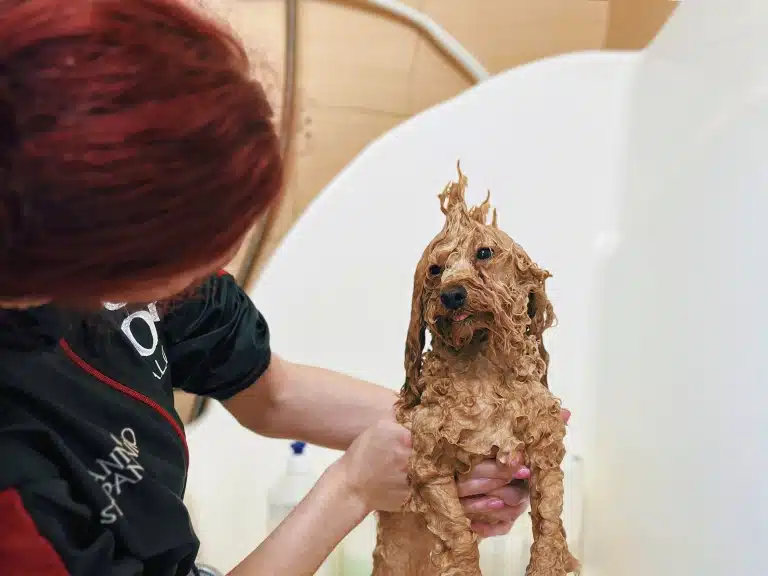 Грумер з темно-рудим волоссям грає в дивоглядки зі своїм мокрим мальтіпу у ванні