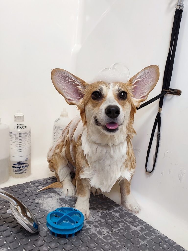 Молодий коргі з великими вушками має пінну гірку на голові та мильну шерсть