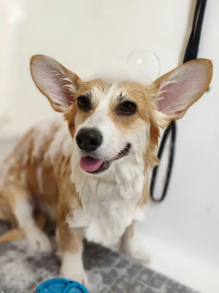 На голові мокрого коргі в ванні з сірим килимком мильна бульбашка