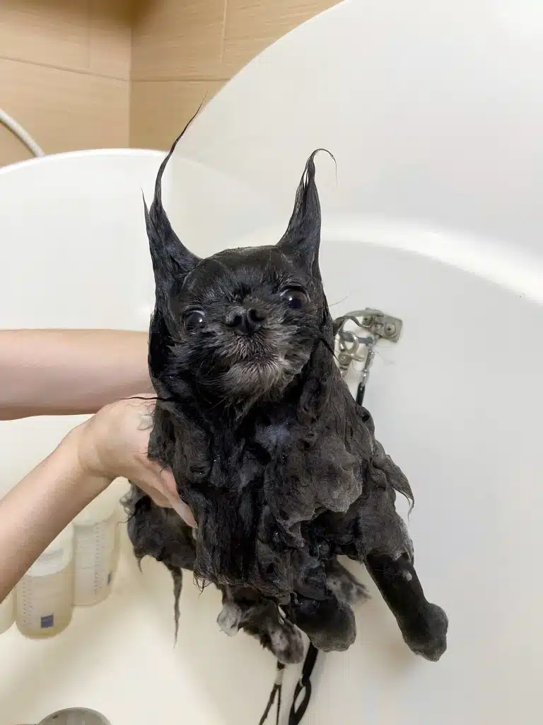 Мокрий пес з вушками, що стирчать, пливе у повітрі за підтримки грумера